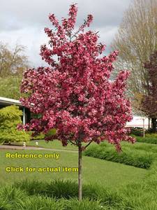 lot 97 image: 2 - 2.5 foot Magenta Crabapple , Lot of 1