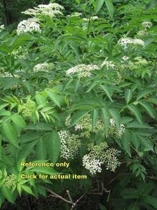 lot 111 image: 1.5 - 2 foot Black Elderberry