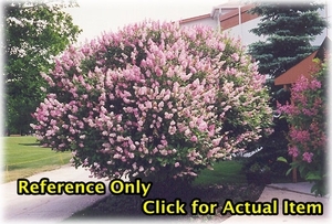 lot 89 image: 2.5 foot Donald Wyman Canadian Lilac