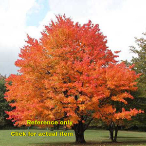 lot 41 image: 3 - 3.5 foot Sugar Maple, Lot of 1