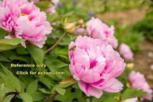 lot 298 image: 2 gallon Bright Pink Peony