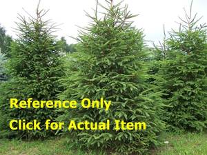 lot 10 image: 3 - 4 foot White Spruce, Lot of 1