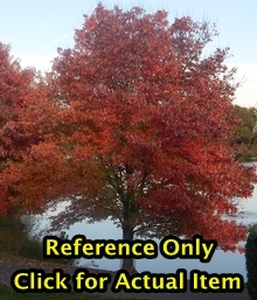 lot 60 image: 2 - 2.5 foot Red Maple, Lot of 1