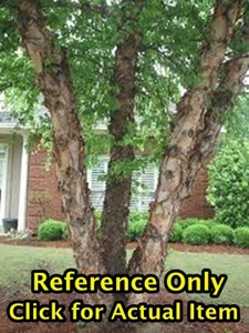 lot 91 image: 1.5 - 2 foot River Birch