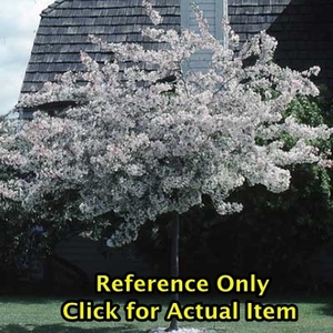 lot 100 image: 2 - 2.5 foot  Sargent Crabapple, Lot of 1