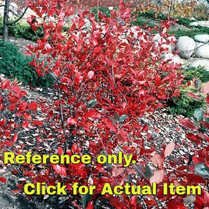 lot 107 image: 1.5 - 2.5 foot Black Chokeberry