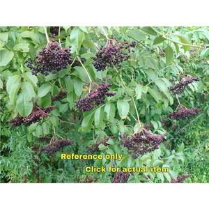 lot 112 image: 1.5 - 2 foot Black Elderberry