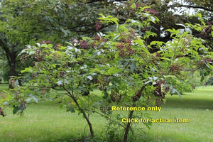 lot 113 image: 1.5 - 2 foot Black Elderberry