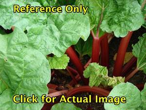 lot 115 image: 2 gallon Rhubarb