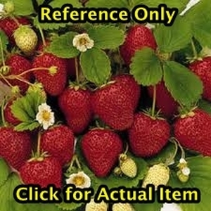 lot 131 image: 1 gallon Everbearing Strawberry, Lot of 2