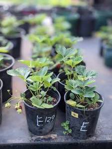 lot 134 image: 1 gallon Junebearing Strawberry, Lot  of 2