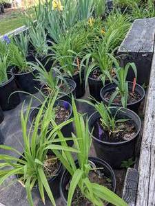 lot 146 image: 2 gallon Red Daylily