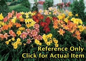 lot 159 image: 1.5 gallon Assorted Daylily