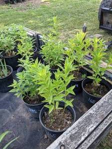 lot 169 image: 2 gallon Purple Phlox