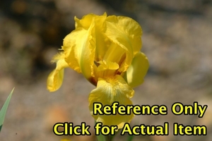 lot 198 image: 2 gallon Yellow Bearded Iris