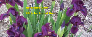 lot 205 image: 1.5 gallon Dwarf Purple Bearded Iris