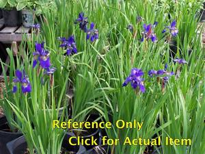 lot 214 image: 2 gallon Purple Siberian Iris
