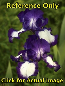 lot 222 image: 2 gallon PurpleWhite Bearded Iris