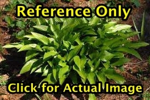 lot 252 image: 1.5 gallon Hosta Lancifolia