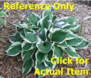 lot 257 image: 2 gallon Hosta Albomarginata
