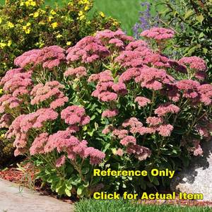 lot 307 image: 1 gallon Sedum, Autumn Joy