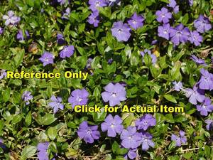 lot 318 image: 1.5 gallon Vinca (Periwinkle)