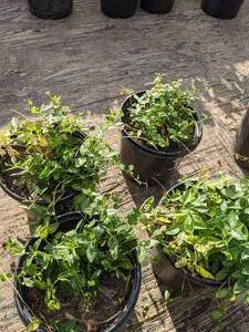 lot 319 image: 1.5 gallon Vinca (Periwinkle)