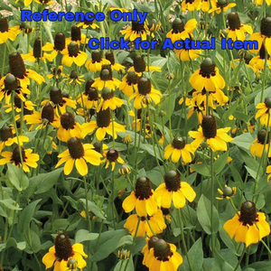 lot 267 image: 4 inch Clasping Coneflower, Lot of 4