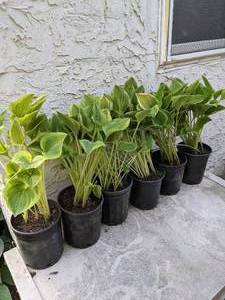 lot 232 image: 1 gallon Golden Tiara Hosta