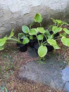 lot 237 image: 1 gallon Fragrant Bouquet Hosta