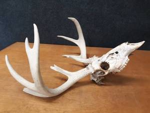 lot 282 image: Deer Skull w Large Antler Rack