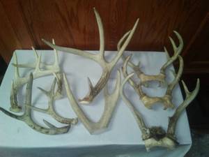 Deer Antlers. 3 intact pairs and more.