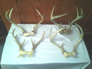 4 pair of deer antlers.