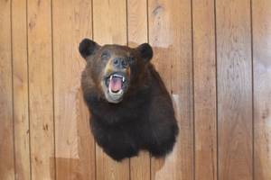 Bear Mount