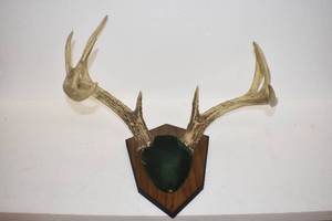 Deer Mount