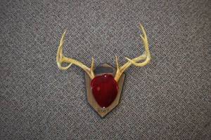 Deer Mount