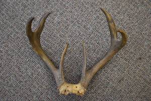 Deer Mount
