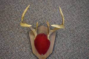Deer Mount