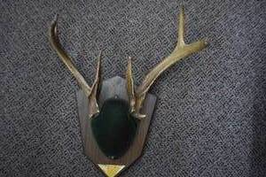 Deer Mount