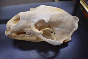 Bear Skull