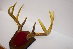 Deer Mount