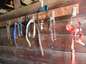 lot 222 image: Leashes, Collars