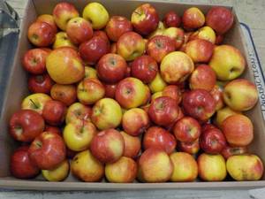 lot 458 image: 35 Pound box of apples
