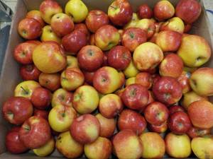 lot 459 image: 35 Pound box of apples