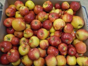 lot 460 image: 35 Pound box of apples