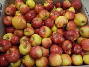 lot 461 image: 35 Pound box of apples