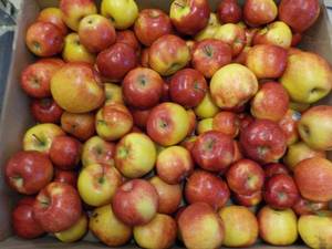 lot 462 image: 35 Pound box of apples