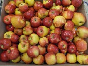 lot 463 image: 35 Pound box of apples