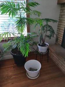 Collection of Plants and Plant Accessories