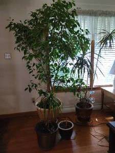 Four Plants and Two Plant Stands